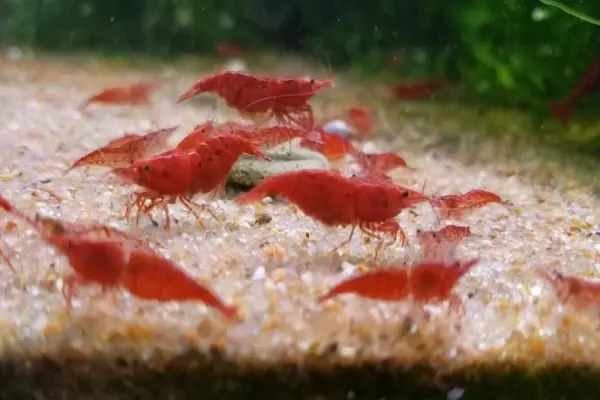 Chiêm ngưỡng hình ảnh tép cảnh Cherry đỏ rực nổi bật