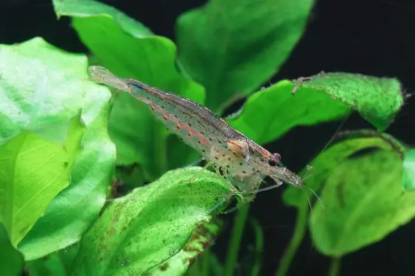 Chiêm ngưỡng tép Yamato qua loạt ảnh cực kỳ cuốn hút