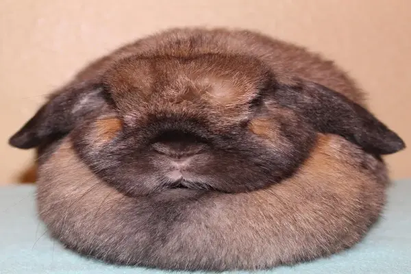 Top những hình ảnh thỏ tai cụp đáng yêu và mẹo chăm sóc hay