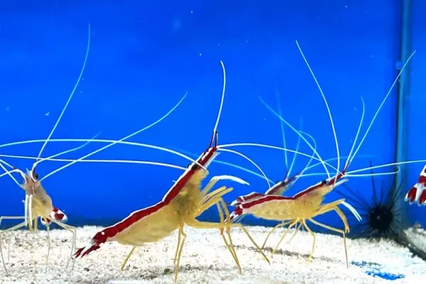 Tôm bác sĩ gây chú ý mạnh nhờ ngoại hình khác biệt