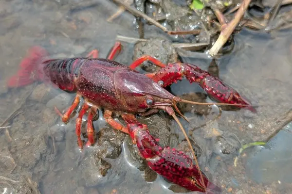 Cập nhật 1001+ hình ảnh tôm hùm đất độc đáo khó rời mắt