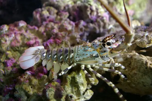 Chiêm ngưỡng tôm hùm tre qua những góc chụp hiếm gặp