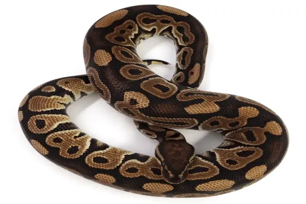 Chiêm ngưỡng ảnh trăn bóng đẹp hiếm trong giới bò sát