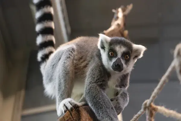 Ngắm nhìn bộ ảnh Vượn cáo quý hiếm trong môi trường tự nhiên