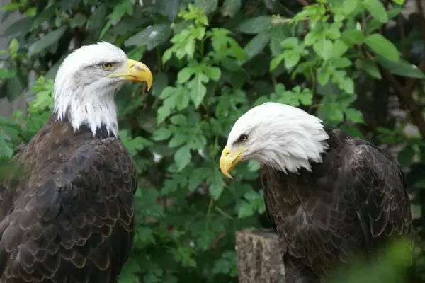 94+ Đại bàng đầu trắng gây choáng với vẻ đẹp dũng mãnh