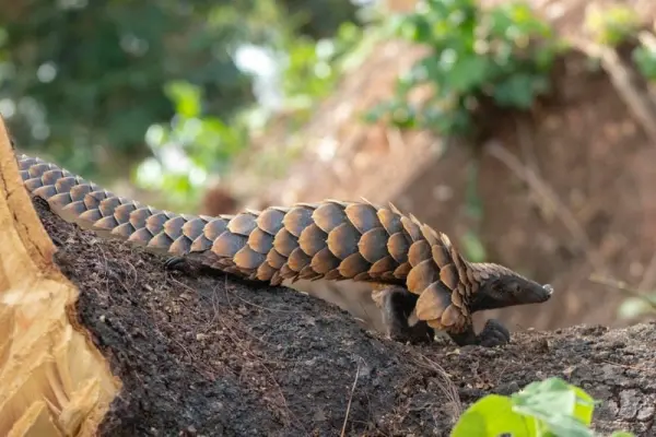 96+ Tê tê loài thú có nguy cơ tuyệt chủng đáng báo động