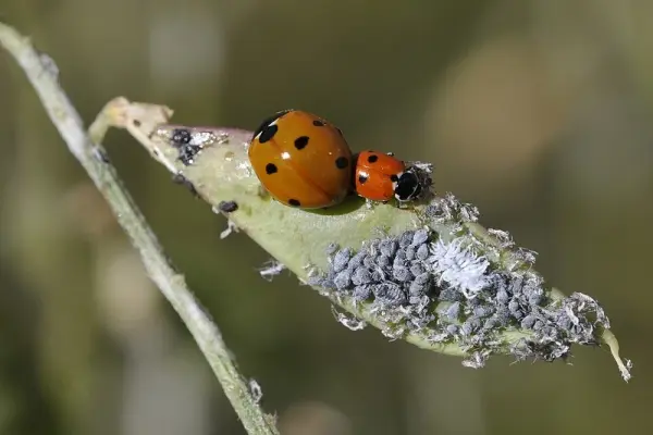 Tuyển tập ảnh bọ rùa bảy chấm đỏ đen cực ấn tượng