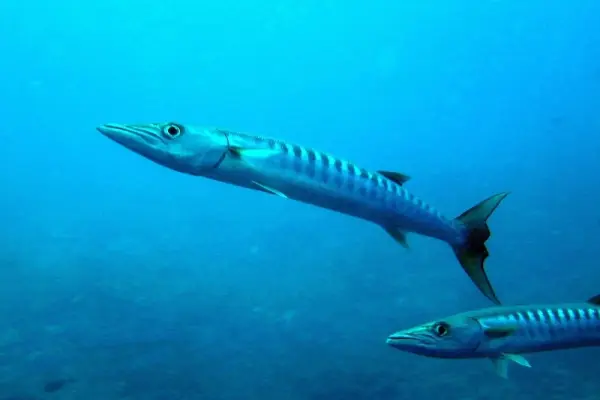 Khám phá ảnh cá barracuda với ngoại hình săn mồi ấn tượng