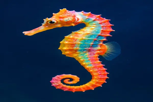 Khám phá ảnh cá ngựa biển với vẻ đẹp kỳ lạ dưới biển