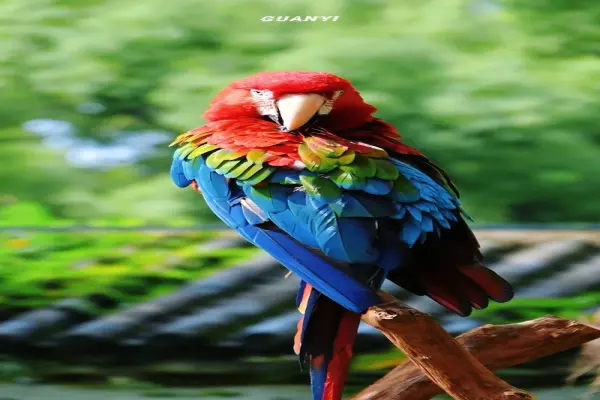Ảnh chim vẹt Macaw đẹp mê hoặc với sắc màu nhiệt đới