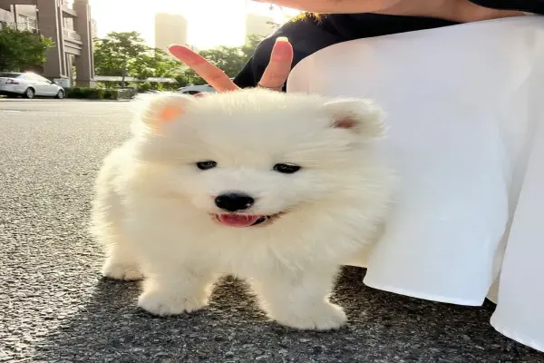 Loạt ảnh chó Samoyed khiến người xem không thể rời mắt