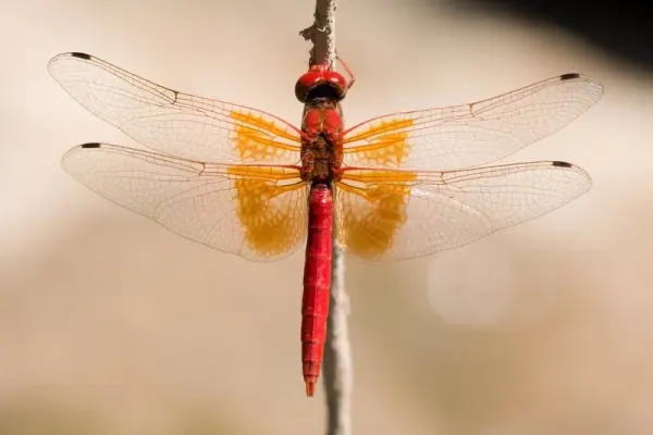 Bộ ảnh chuồn chuồn đỏ rực rỡ thu hút mọi ánh nhìn