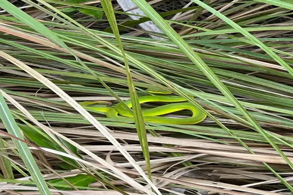 Khám phá vẻ đẹp bí ẩn của rắn lục xanh trong tự nhiên