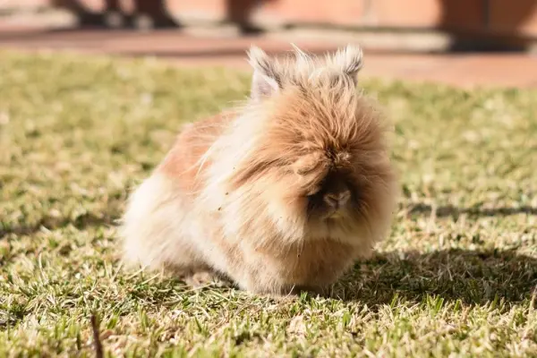 Hình ảnh thỏ Lionhead nổi bật với bộ lông bờm đặc trưng