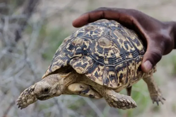 Loạt ảnh rùa leopard độc đáo với hoa văn mai ấn tượng