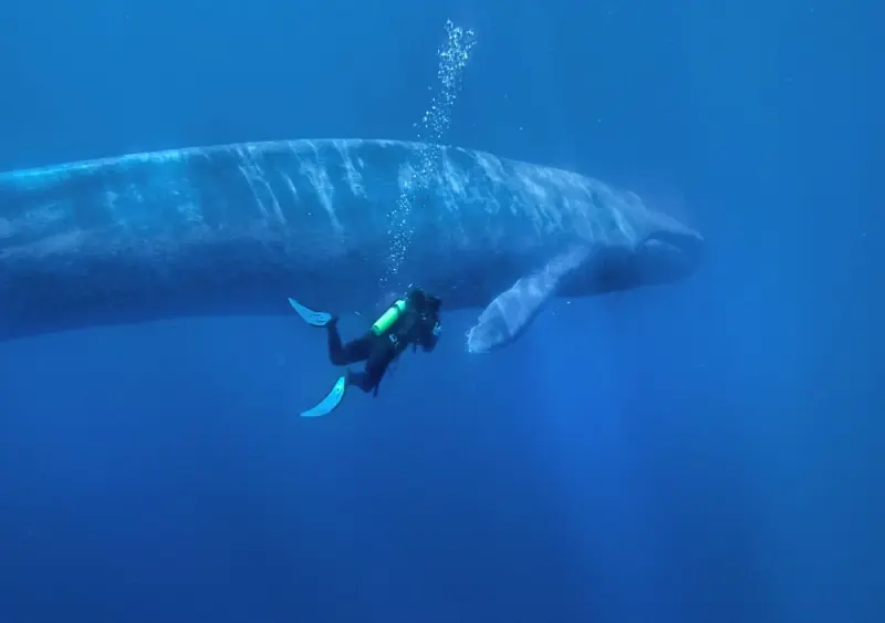 Khám phá bộ sưu tập hình ảnh cá voi xanh hùng vĩ nhất