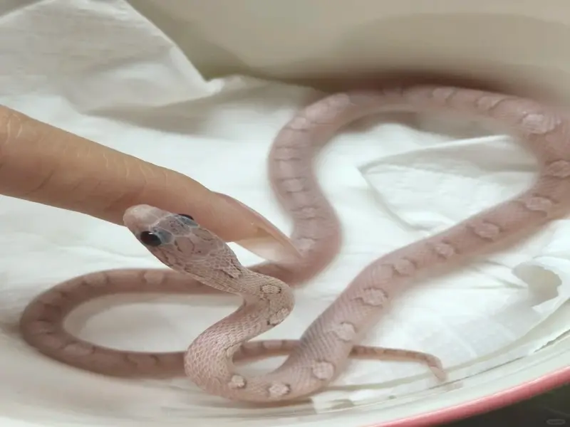 Tuyển chọn ảnh rắn cảnh đẹp tự nhiên đầy cuốn hút