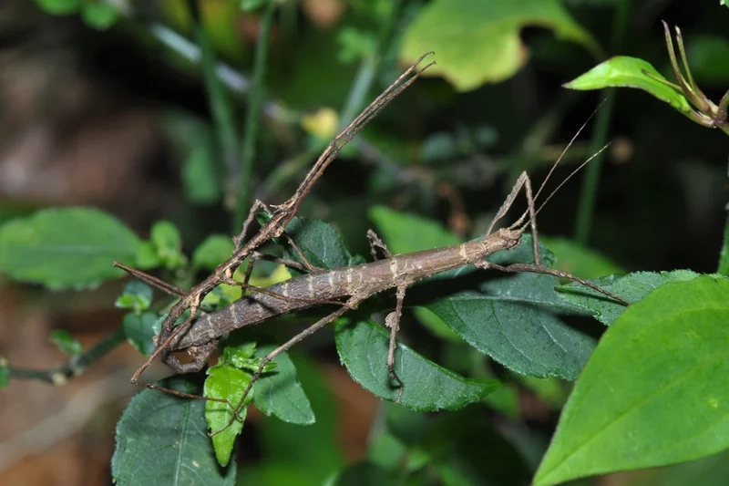 Đặc điểm của bọ que qua ảnh côn trùng đầy bí ẩn