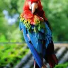 Ảnh chim vẹt Macaw đẹp mê hoặc với sắc màu nhiệt đới