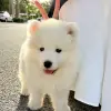 Loạt ảnh chó Samoyed khiến người xem không thể rời mắt