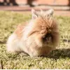 Hình ảnh thỏ Lionhead nổi bật với bộ lông bờm đặc trưng