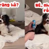 69 Ảnh Chó Nhe Răng Meme: Cười Rũ Rượi Với Biểu Cảm Độc Lạ
