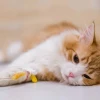 Bệnh FIP ở mèo: Dấu hiệu nhận biết và cách phòng ngừa hiệu quả