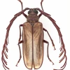 Bọ Longhorn: Đặc điểm, phân loại và vai trò trong hệ sinh thái