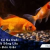 Cá ba đuôi ăn gì tốt nhất: Hướng dẫn chi tiết từ chuyên gia