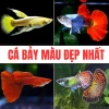 Cá Bảy Màu Ruộng: Đặc Điểm, Tập Tính Và Cách Nuôi Đơn Giản