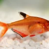 Cá Hồng Nhung Biến Hóa Bể Thủy Sinh Của Bạn Với Vẻ Đẹp Độc Đáo