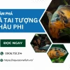 Cá Tai Tượng Châu Phi Albino: Hướng Dẫn Nuôi Toàn Diện Cho Người Mới