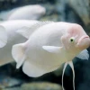 Cá Tai Tượng Khổng Lồ (Giant Gourami): Hướng Dẫn Nuôi và Thông Tin Chi Tiết
