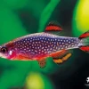 Cá Trâm Galaxy - Viên Ngọc Bích Nhỏ Cho Bể Thủy Sinh Của Bạn