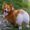 Chó Corgi: Khám phá nguồn gốc, đặc điểm và cách chăm sóc
