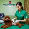 Chó Đực Bị Chảy Mủ Vùng Kín: Nguyên Nhân, Triệu Chứng và Cách Xử Lý