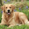 Chó Golden Retriever: Người bạn Vàng thông minh, thân thiện và đáng yêu