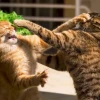 Chó mèo đánh nhau: Nguyên nhân, cách xử lý và những tình huống dở khóc dở cười