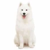 Chó Samoyed Giá Bao Nhiêu? Cẩm Nang Toàn Diện 2026