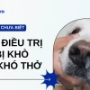 Chó Thở Khò Khè: Nguyên Nhân, Triệu Chứng và Cách Xử Lý Hiệu Quả