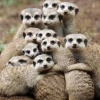 Chồn đất Meerkat: Loài vật đáng yêu với cuộc sống xã hội phức tạp