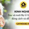 Chuột Lang Peru: Bí ẩn loài vật cưng độc đáo bạn cần biết