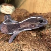 Fat Tail Gecko Loài Thằn Lằn Đuôi Béo Dễ Thương Cho Người Mới Bắt Đầu