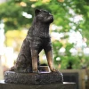 Hachiko Chú chó trung thành và câu chuyện cảm động đi vào huyền thoại