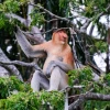 Khám phá Khỉ mũi dài: Loài 'xấu nhất hành tinh' độc đáo ở Borneo