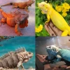 Khám phá vẻ đẹp đa dạng: Hình ảnh rồng Nam Mỹ và các sắc màu ấn tượng