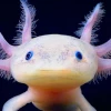 Kỳ Nhông Mexico Ăn Gì? Hướng Dẫn Nuôi Axolotl Chuẩn Khoa Học 2026