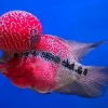 Loại cá La Hán nào đắt nhất? Khám phá những dòng đắt giá nhất thế giới