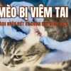 Mèo bị nấm tai: Nguyên nhân, triệu chứng và cách điều trị hiệu quả
