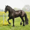 Ngựa Friesian vẻ đẹp "quý tộc" và những điều cần biết